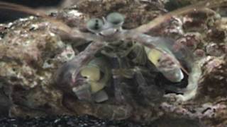 Female Haptosquilla banggai displays to a passing male