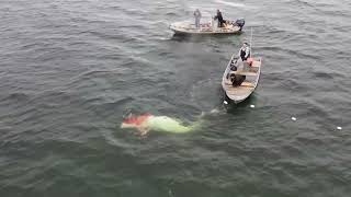 Erneuter Jagd auf Beluga Wale in Alaska