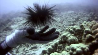 Hanauma Bay Dive