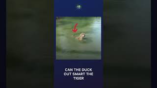 Can the duck out smart the tiger #tiger #bird #jungle #river  #comedy #justforfun #shorts #viral