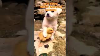 ANJING DAN BEBEK MEREKA BAGAIKAN SAUDARA #konten #shorts #hewanlucu #binatanglucu