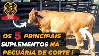 OS 5 PRINCIPAIS SUPLEMENTOS NA PECUÁRIA DE CORTE !