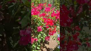 Polynesian Flower #flowers  #viralvideo  #shorts