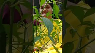 🌱🌱#shots#viralvideos#viralshorts#trending#trend#shorts#trendingshorts#trendingvideos#garden#organic