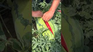 Watermelon cutting #watermelon #cuttingfruit