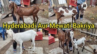 Hyderabadi Aur Mewati Bakriya | Jahgirabad | Millat Nagar Bandlaguda | Hyderabad