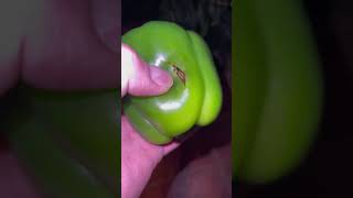 Insect Survives Inside Vegetable With No Air #tiktok #insect #shorts #cockroaches #vegetables