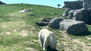 The polar bears at Assiniboine park zoo