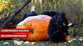 Chimpansees kraken reuzenpompoenen!