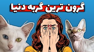 گران ترین نژاد های گربه جهان | گربه 500 میلیونی 🐱🔥