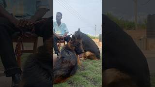 German shepherds during interview #germanshepherd #dog #shorts