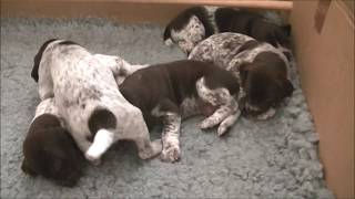 German Shorthaired Pointer Puppies