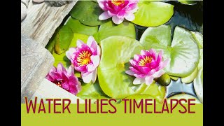 Water Lilies Timelapse