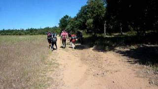 Korean Camino Kids (Pilgrimsvandring/Pilgrimage/Wallfahrt/Pèlerinage/Peregrinación)