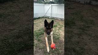 Charlie plays fetch #shorts #germanshepherdpuppy #viraldogsvideos #cutedogs #1kviews #subscribe