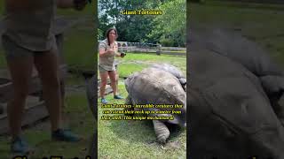 Amazing Giant Tortoises: Nature's Leaf Grazers 🐢