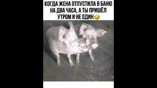 drunk like a pig came home with a friend