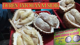 DURIAN JATOHAN M SIDIK,RAJANYA DURIAN JATOHAN CILEGON