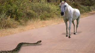 15 Moments When Snakes Messed With The Wrong Opponents