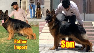 German Shepherd long hair Import Pedigree Age 9Months only #germanshepherdlonghair