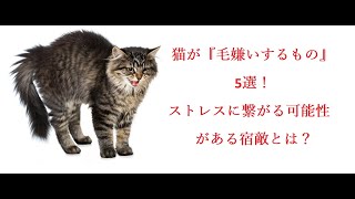 猫が『毛嫌いするもの』5選！ストレスに繋がる可能性がある宿敵とは？ЧЕГО БОЯТСЯ КОШКИ