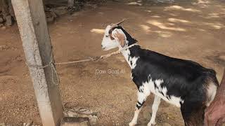 GOAT ARTIFICIAL INSEMINATION .