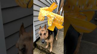 new rain coat 🌧️🐶🧥😜 #funny #dogs #gsd