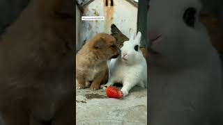 🐇🐇🐇🐇🐇🐥🐥🐥🐥🐥🐶🐶🐶🐶🐶 both are love 🙏🙏🙏🙏🙏🙏pls like subscribe share Thanks