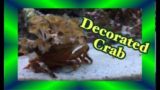 saltwater Aquarium fancy Crab decorated with corals