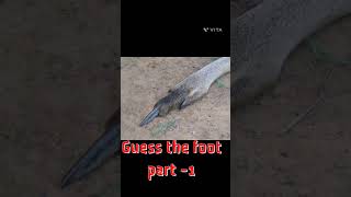 guess the foot part 1 #viral #quiz #mindpower  #animals #australia #kids #ytshorts #ytviral