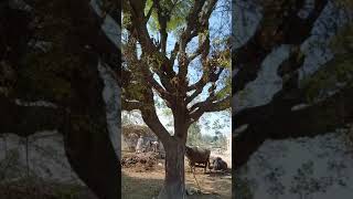 How Wood Cutting in Village