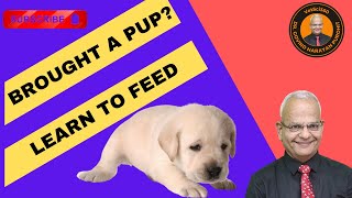 Puppy Feeding Essentials: A Paw-sitively Complete Guide 🐾 | VetSci360