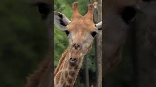 Humans and Giraffes share a surprising similarity #shorts #giraffe #foryou #facts #fyp #interesting