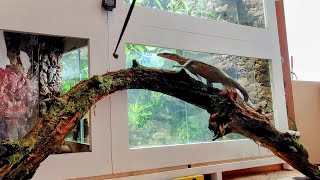 Feeding Monitor Lizard Outside Of The Vivarium.