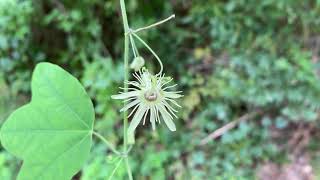 Yellow Passionflower