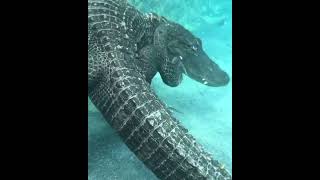 Casper the gator scratching head under water #Shorts #gator #alligator #scratching #viral #beauty