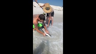 Shark Fishing In Florida - Black Tip Landed on Beach