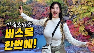 대한민국 최고의 가을여행지 🚌 포천 명성산 산정호수 🍁 |  단풍과 억새를 한 번에!! 더 늦기 전에 꼭 다녀오세요! | 포천 명성산 산정호수