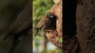 Plastic Pollution's Silent Impact Watch as Common Myna Struggle to Build Nests with Plastic #short