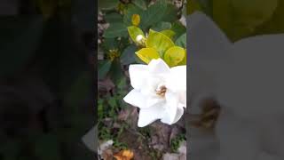 ସୁଗନ୍ଧରାଜ ଫୁଲ/ Sugandhraj Flower / White Flowers in my garden