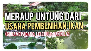 INSPIRASI USAHA, SUKSES PEMBENIHAN IKAN DI WILAYAH DATARAN TINGGI~Dunia Kita Official