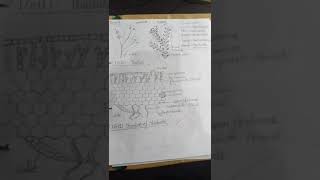 Marchantia Bsc 2nd semester practical