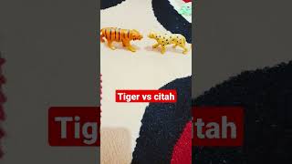 tiger vs citah #shorts  #viral