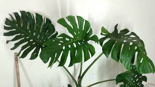 Tall, Wide, Well-Rooted Monstera Deliciosa Cutting With New Growth -- Etsy RedneckShrek