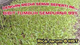 SEMAIAN CABE RAWIT LOKAL RICA JARUM TUMBUH 99% UMUR 8 HSS