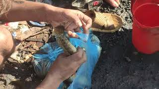 CATCHING FISH BY HAND CATCH SOIEL MASH AND TAKI GHAIRA FISH AND KOI FISH BY CATCHING HAND  247INFO