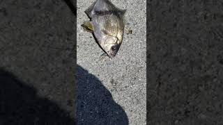 Monterey coast guard pier, perch fishing...