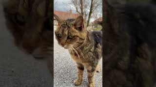 Adopt a hungry cat 🐱#catsvideo #catshorts