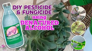 HOW TO TREAT MEALYBUGS ON SUCCULENTS? | DIY SUCCULENT FUNGICIDE AND PESTICIDE | By Intri's TV