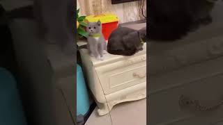 Funny cat video